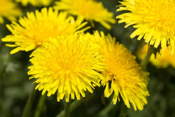 Dandelions amarelos no prado — Fotografia de Stock