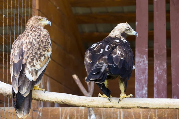 Imperial Eagle — Stock Photo, Image