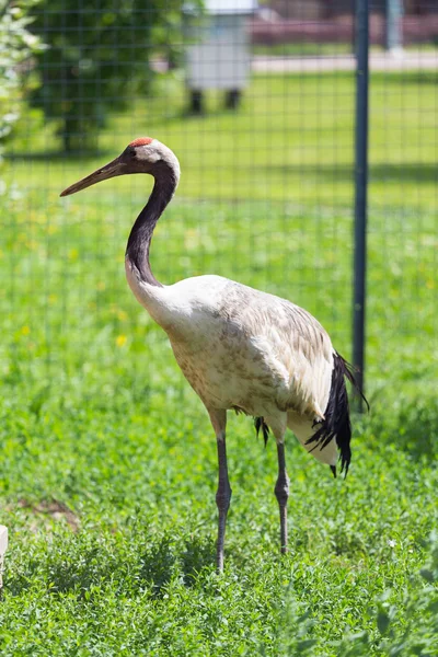 Japanese Crane — Stock Photo, Image