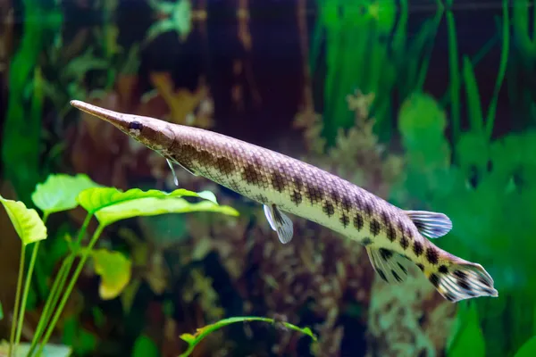 Spotted Gar — Stock Photo, Image
