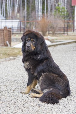 Tibet Mastiff
