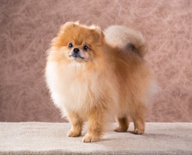 portre Pomeranya köpeği