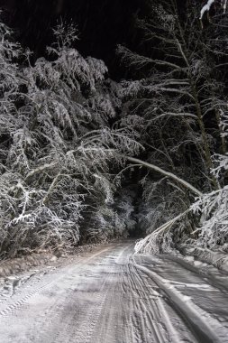 nacht weg in winter forest