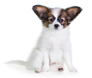 küçük köpek yavrusu papillon beyaz zemin üzerine