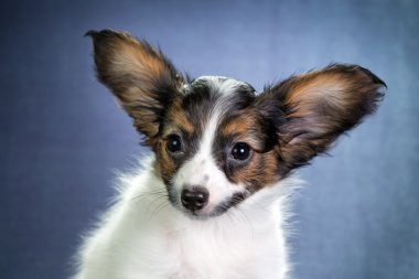 bir köpek yavrusu papillon portresi