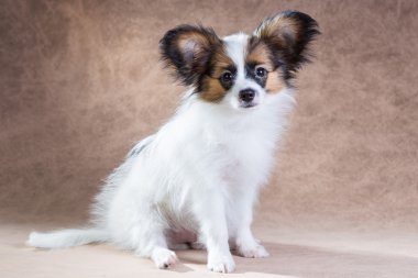 hele en gesneden appelen