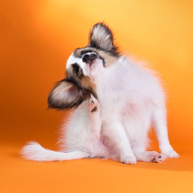 köpek yavrusu kaşınıyor