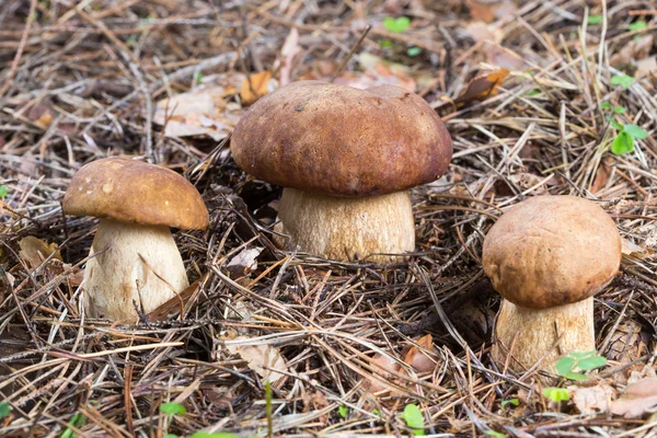 在天然环境中的三个牛肝菌蘑菇 — 图库照片