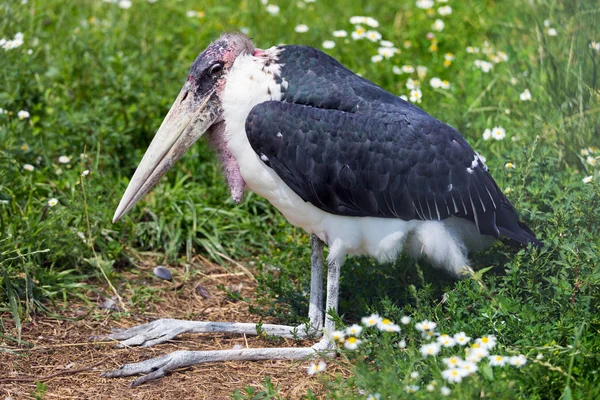 Marabou Stork — Stock Photo, Image