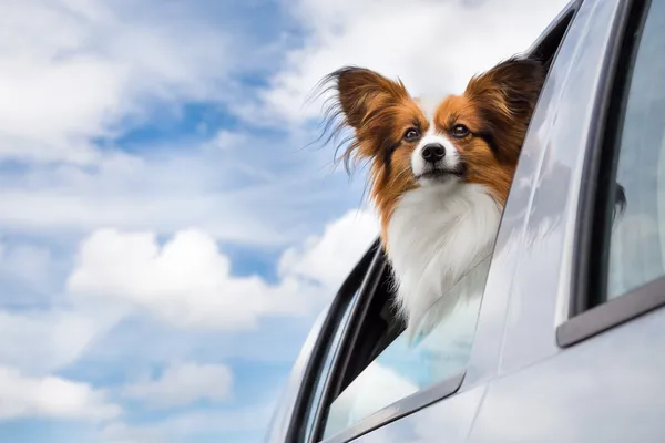 Chien voyageant dans la voiture — Photo