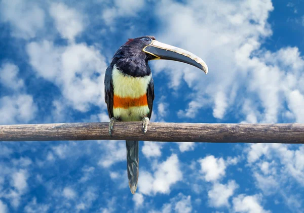 Aracari dal collo nero — Foto Stock