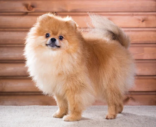 Porträtt pomeranian hund — Stockfoto