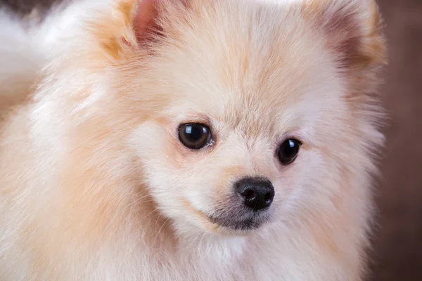 Close-up portrait Pomeranian dog — Stock Photo, Image