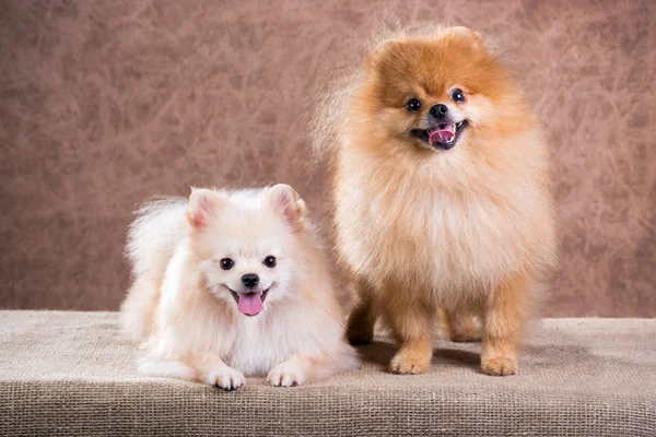 Portret twee Pommeren hond — Stockfoto