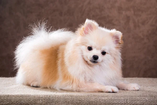 Porträtt pomeranian hund — Stockfoto