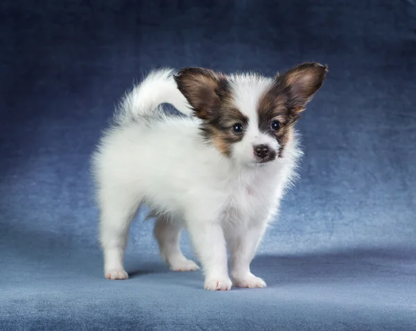 Papillon Filhote de cachorro — Fotografia de Stock