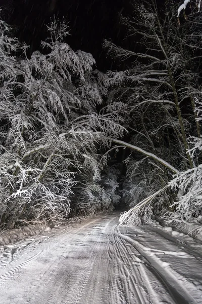 Estrada noturna na floresta de inverno — Fotografia de Stock