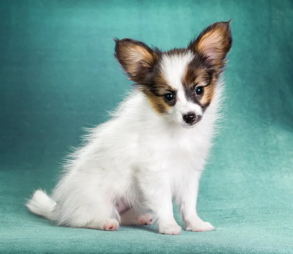 Papillon köpek yavrusu — Stok fotoğraf