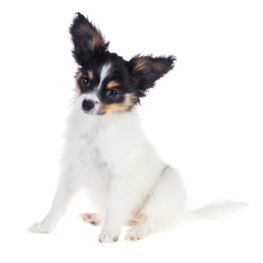 papillon köpek oturuyor