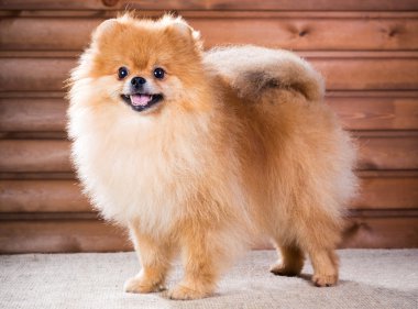 portre Pomeranya köpeği
