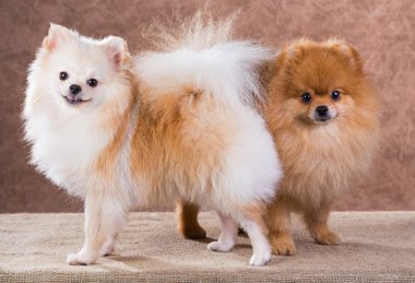 dikey iki Pomeranya köpeği