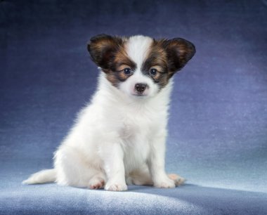 hele en gesneden appelen