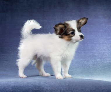 hele en gesneden appelen