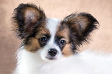 sevimli köpek papillon portresi