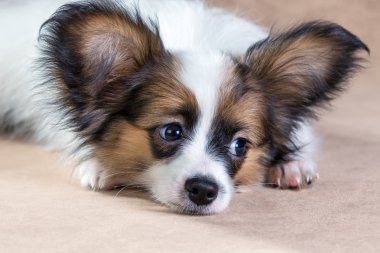 sevimli köpek papillon portresi