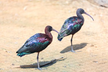 İki parlak Ibis (plegadis falcinellus)