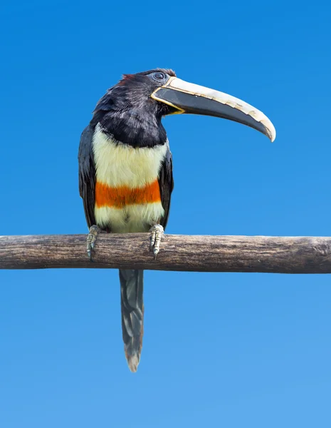 Aracari à cou noir — Photo