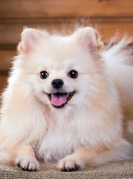 Portrait Pomeranian dog — Stock Photo, Image