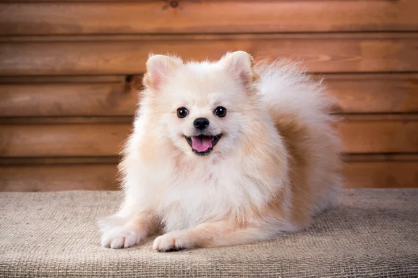 Retrato Pomerania perro — Foto de Stock