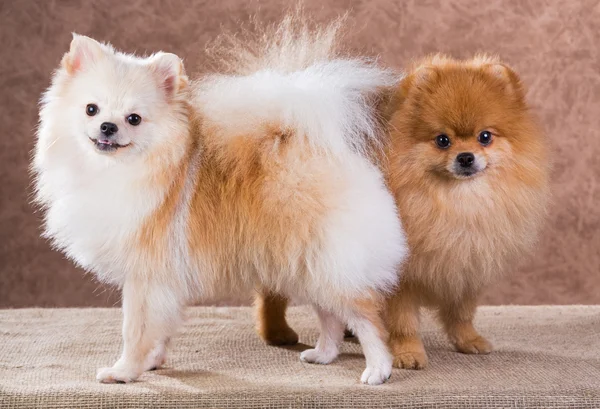 Stående två pomeranian hund — Stockfoto