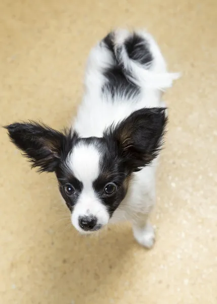 Niedliches Welpenpapillon — Stockfoto