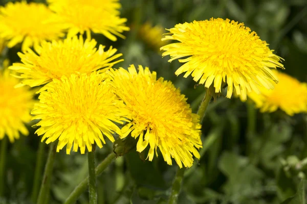 Yellow dandelions in meadow — Stock Photo, Image