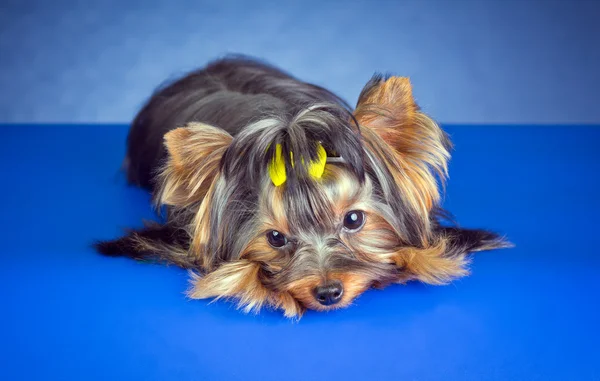 Young Yorkshire Terrier lying — Stock Photo, Image