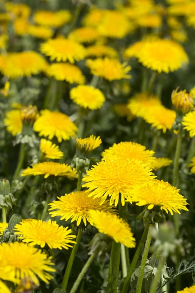 Yellow dandelions in meadow — Stock Photo, Image