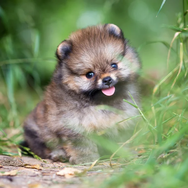 Pequeno cachorro da Pomerânia na grama — Fotografia de Stock