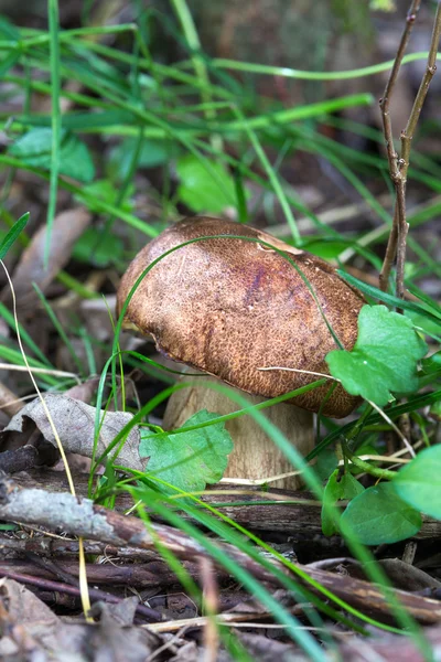 关闭了在森林的牛肝菌蘑菇 — 图库照片