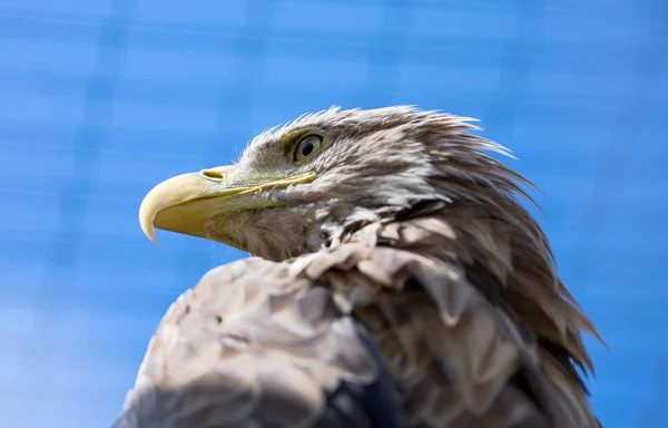 Aquila dalla coda bianca — Foto Stock