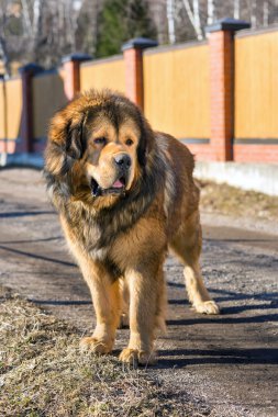 köpek doğurmak Tibetli mastiff
