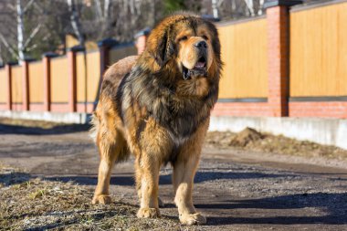 Dog breed Tibetan Mastiff clipart