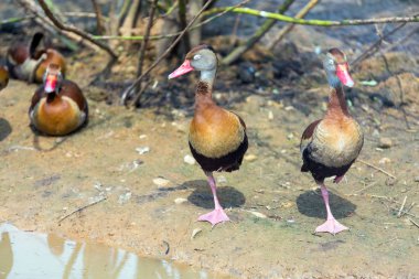 ördek gölet yakınında