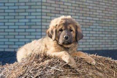 köpek doğurmak Tibetli mastiff
