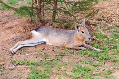 Patagonya mara