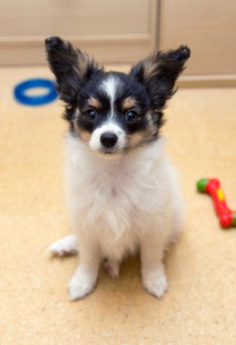 sevimli köpek papillon oturma 
