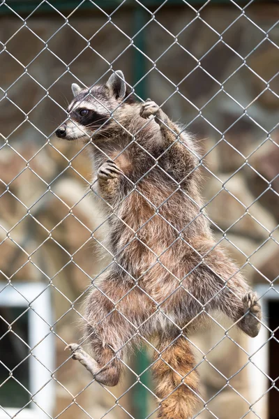 Raccoon (Procyon lotor) in zoo — Stock Photo, Image