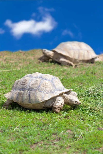 Twee grote landschildpadden — Stockfoto