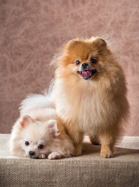 Retrato dois cão da Pomerânia — Fotografia de Stock